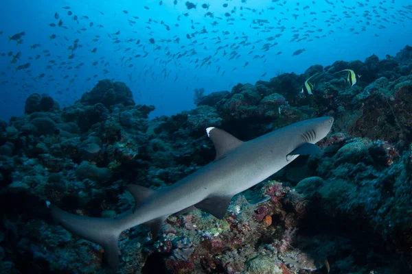 Tubarão Recife Whitetip Navega Sobre Recife Coral República Palau Esta — Fotografia de Stock