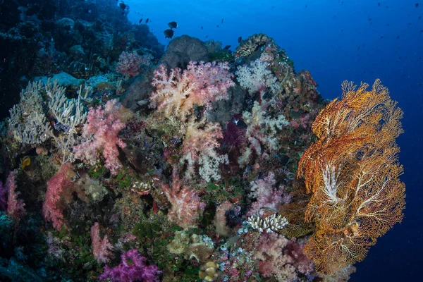 Les Coraux Mous Autres Invertébrés Colorés Filtreurs Prospèrent Sur Mur — Photo