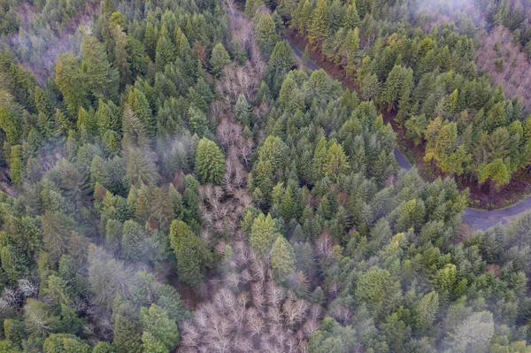 Seen from the air, redwood trees, Sequoia sempervirens, grow alongside deciduous trees in a moist coastal forest in Northern California. Redwoods are the largest trees on Earth.