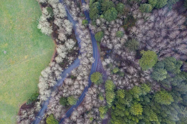 Aus Der Luft Betrachtet Wachsen Einem Feuchten Küstenwald Nordkalifornien Mammutbäume — Stockfoto