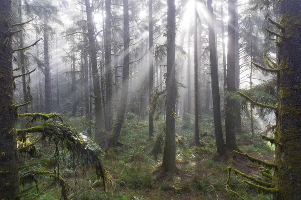 Redwood Δέντρα Sequoia Sempervirens Ευδοκιμούν Ένα Υγρό Παράκτιο Δάσος Στο — Φωτογραφία Αρχείου