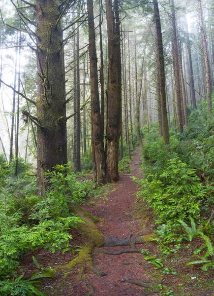 Redwood Δέντρα Sequoia Sempervirens Ευδοκιμούν Ένα Υγρό Παράκτιο Δάσος Στο — Φωτογραφία Αρχείου