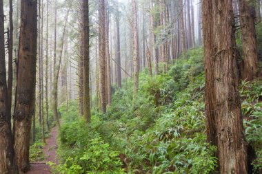 Sekoya ağaçları, Sequoia sempervirens Kuzey Kaliforniya, Klamath 'da nemli bir kıyı ormanında büyür. Sekoyalar yeryüzündeki en büyük ağaçlardır ve nesli tükenmekte olan bir türdür..