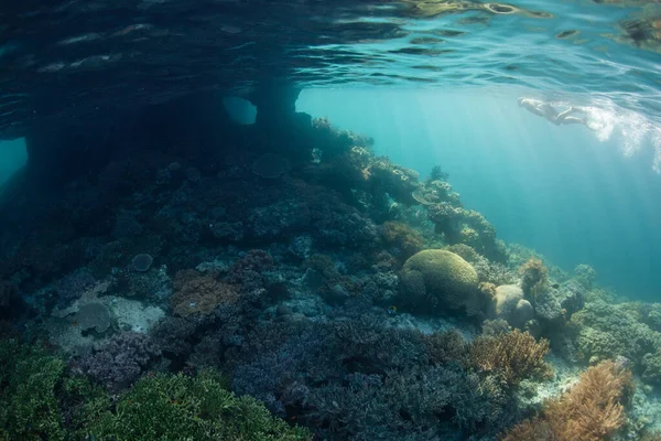 Snorkeler Explores Shallow Healthy Reef Raja Ampat Indonesia Remote Tropical — Stock Photo, Image