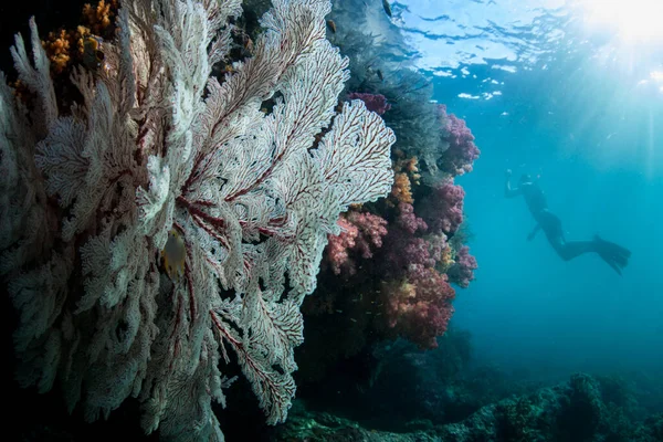 인도네시아의 바트에 산호초를 자유로이 탐사하는 잠수부가 있습니다 지역은 생물의 놀라운 — 스톡 사진