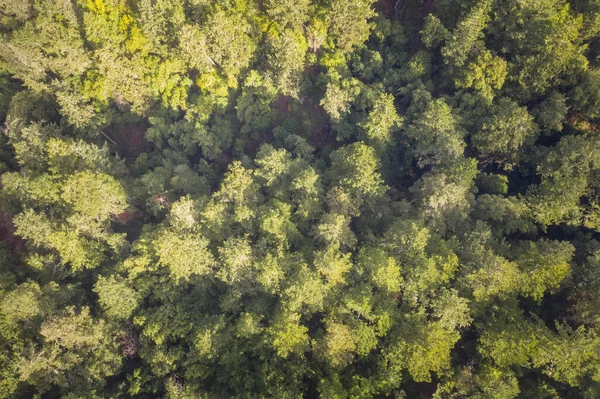 Een Gemengd Groenblijvend Bos Bedekt Santa Cruz Bergen Net Ten — Stockfoto