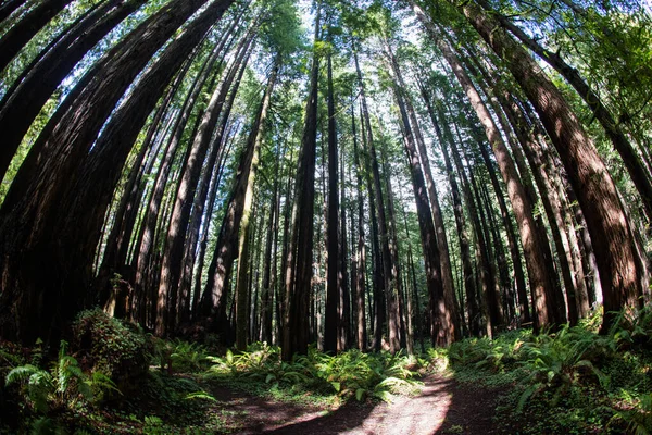 Coastal Redwood trees, Sequoia sempervirens, thrive amid a healthy forest in Mendocino, California. Redwood trees grow in a very specific climate range.