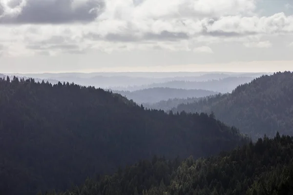 Прибрежные Секвойи Sequoia Sempervirens Процветают Огромном Лесу Мендосино Штат Калифорния — стоковое фото