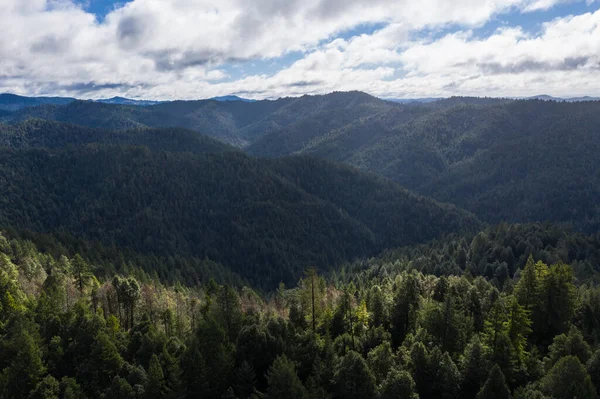 Coastal Redwood trees, Sequoia sempervirens, thrive in a vast forest in Mendocino, California. Redwood trees grow in a very specific climate range.