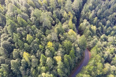 Manzaralı bir yol, Mendocino, California 'daki Sequoia sempervirens kıyı ağaçlarından geçer. Sekoya ağaçları sadece çok özel bir iklim bölgesinde yetişir..