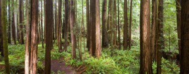 Kıyı Sekoya ağaçları, Sequoia sempervirens, Mendocino, California 'da sağlıklı bir ormanda büyür. Sekoya ağaçları çok özel bir iklim bölgesinde yetişir..