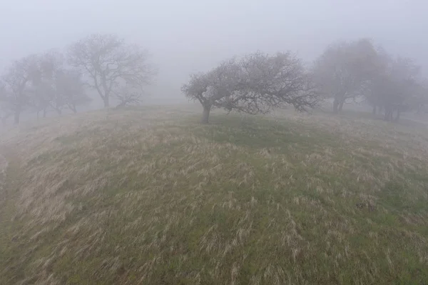 Fog sweeps over oak trees growing on a hill in Northern California. Many plants and trees growing in this region depend on regular moisture from the coastal marine layer.