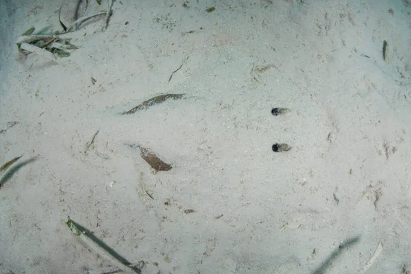 在伯利兹 一条名叫Narcine Bancroftii的较小的电子射线被发现在一个沙质的海底进行伪装 这种动物可以发出14 37伏特的电击 主要用于防御 — 图库照片