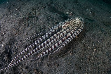 A Mimic octopus, Thaumoctopus mimicus, crawls across a black sand seafloor in Lembeh Strait, Indonesia. This rare cephalopod has the capability of mimicking the behaviors and shapes of other species. clipart