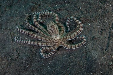 Bir taklitçi ahtapot, Thaumoctopus mimimicus, Endonezya 'nın Lembeh Boğazı' nda siyah bir deniz tabanında sürünür. Bu nadir sefalopod diğer türlerin davranışlarını ve şekillerini taklit etme yeteneğine sahiptir..