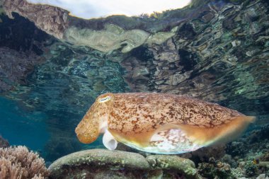 Bir Broadclub mürekkep balığı Raja Ampat, Endonezya 'da sığ bir mercan resifinin üzerinde asılı durur. Bu büyüleyici yaratık, kromatofor adı verilen pigmentli hücreleri kullanarak rengini değiştirebiliyor..