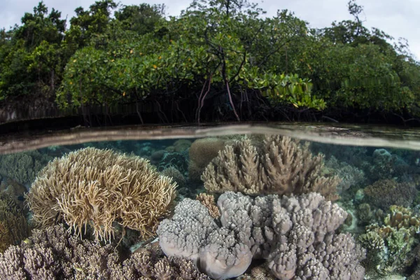 Los Corales Sanos Prosperan Aguas Poco Profundas Raja Ampat Indonesia — Foto de Stock