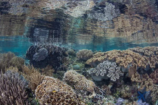 산호는 인도네시아 바트의 물에서 지역은 생물의 다양성 엄청나게 때문에 삼각지대의 — 스톡 사진
