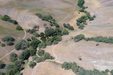 California meşe ağaçları, San Francisco Körfezi 'nin doğusundaki, doğu körfezindeki yuvarlanan tepelerin arasında, vadilerde yetişir. Bu sıcak bölge verimli şaraphaneler barındırıyor ve manzaralı tepeleriyle tanınıyor..