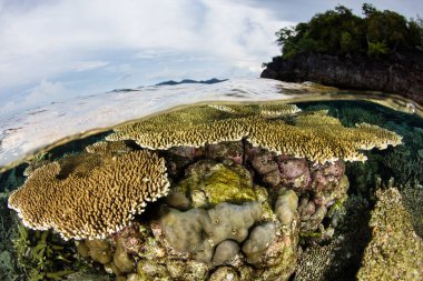 Endonezya 'nın Raja Ampat kentindeki gelgit hattının hemen altında kırılgan, resif inşa eden mercanlar yetişir. Bu ücra bölge inanılmaz deniz biyolojik çeşitliliği nedeniyle Mercan Üçgeni 'nin kalbi olarak bilinir..