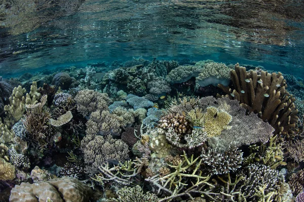 Εύθραυστα Κοράλλια Που Χτίζουν Ύφαλους Αναπτύσσονται Ακριβώς Κάτω Από Γραμμή — Φωτογραφία Αρχείου