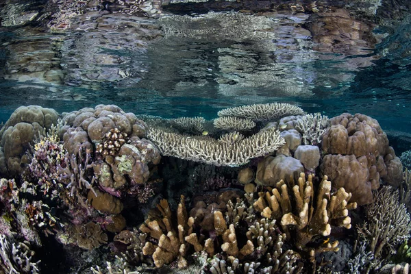 산호초를 만드는 산호는 인도네시아 밑에서 자라고 있습니다 지역은 생물의 다양성 — 스톡 사진