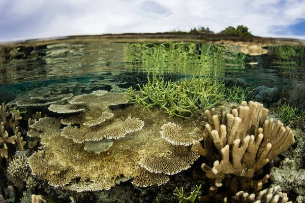 Швидкі Рифобудуючі Корали Ростуть Під Низькою Лінією Припливу Раджа Ампат — стокове фото
