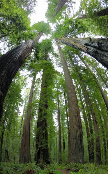Redwood Árvores Costeiras Sequoia Sempervirens Prosperar Clima Úmido Humboldt Redwoods — Fotografia de Stock