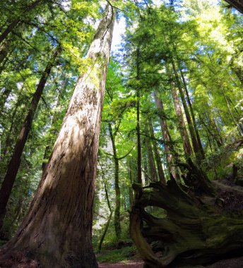 Sekoya Kıyı Ağaçları, Sequoia sempervirens, Kuzey Kaliforniya 'daki Humboldt Redwood Eyalet Parkı' nda nemli iklimde gelişir. Bu parkta 150 metreden fazla büyüyen 100 'den fazla ağaç var..