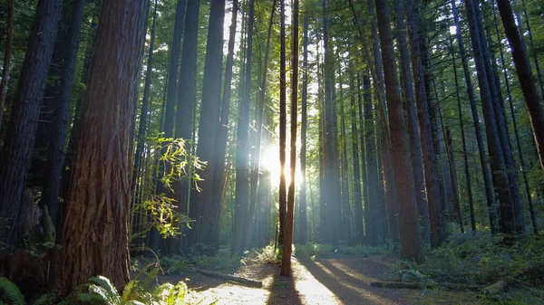 Sequoie Costiere Sequoia Sempervirens Prosperano Nel Clima Umido Dell Humboldt — Foto Stock