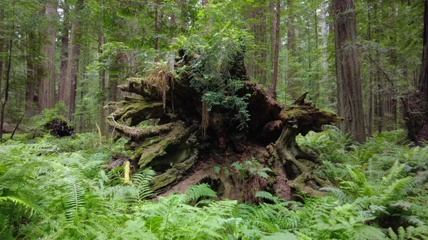 A huge Coastal Redwood tree, Sequoia sempervirens, has fallen in Humboldt Redwoods State Park, Northern California. The massive tree now serves as substrate for new vegetation to grow.