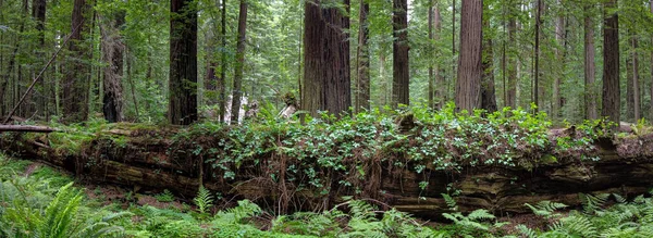 Берегові Дерева Редвуда Sequoia Sempervirens Процвітають Вологому Кліматі Державному Парку — стокове фото