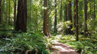 Kıyı Sekoya ağaçları, Sequoia sempervirens, Kuzey Kaliforniya 'daki Humboldt Sekoyaları Eyalet Parkı' nın nemli ikliminde gelişir. Bu parkta 150 metreden fazla büyüyen 100 'den fazla ağaç var..