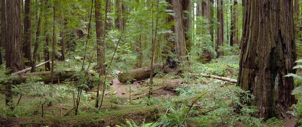 Coastal Redwood trees, Sequoia sempervirens, thrive in the moist climate of Humboldt Redwoods State Park, Northern California. There are over 100 trees in this park that grow over 350 feet tall.