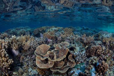 Sağlıklı bir mercan resifi Endonezya 'nın Raja Ampat kentindeki sığ sularda yaşar. Bu bölge muhteşem deniz biyolojik çeşitliliğiyle bilinir ve Mercan Üçgeni 'nin kalbi olarak adlandırılır..