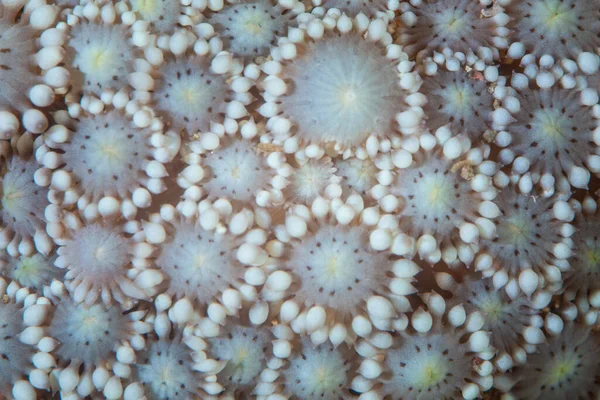 Pólipos Coral Galaxea Formam Lindo Buquê Recife Indonésia Cada Pólipo — Fotografia de Stock