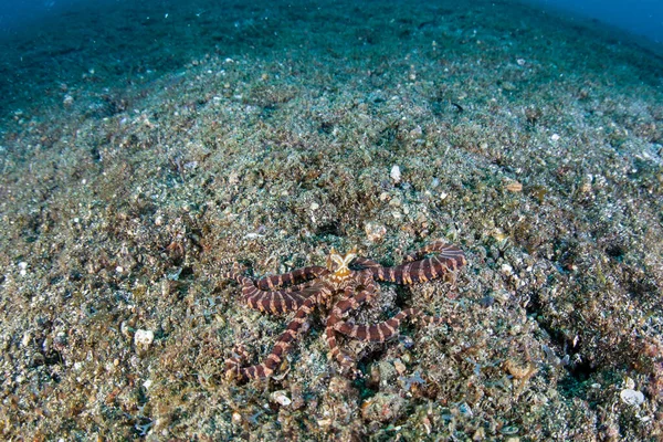 Polvo Wunderpus Wunderpus Photogenicus Explora Fundo Marinho Arenoso Estreito Lembeh — Fotografia de Stock