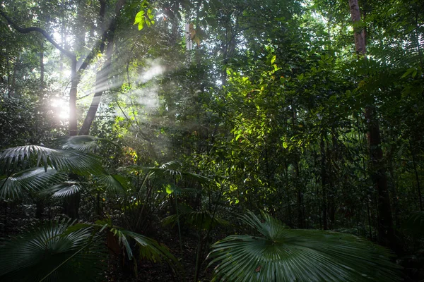 Los Rayos Sol Atraviesan Oscuridad Una Selva Tropical Parque Nacional — Foto de Stock