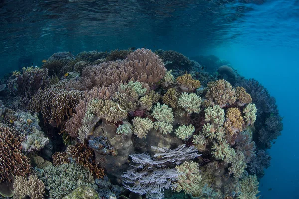 Recife Coral Saudável Prospera Águas Rasas Raja Ampat Indonésia Esta — Fotografia de Stock