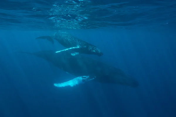 Baleines à bosse dans l'océan . — Photo