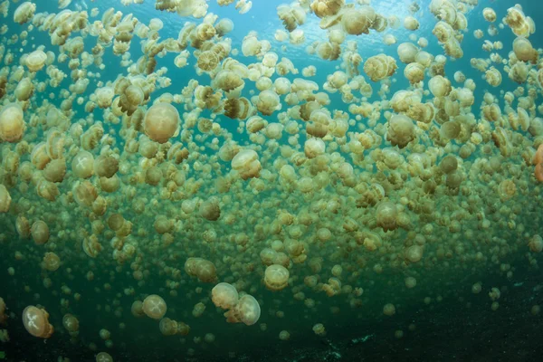 Millions of endemic jellyfish — Stock Photo, Image