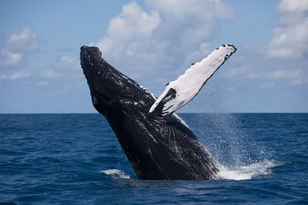 Violación de ballenas jorobadas —  Fotos de Stock