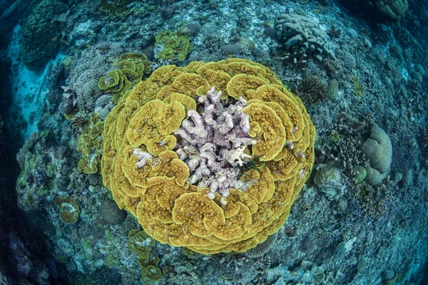 Reef-Building Corals — Stock Photo, Image