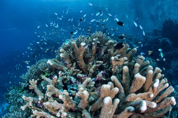 Poisson de récif sur le récif corallien — Photo