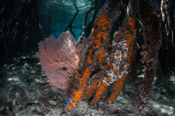 Мангровые корни, покрытые морской жизнью — стоковое фото