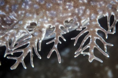 Wobbegong köpek balığı cilt kapakları detay
