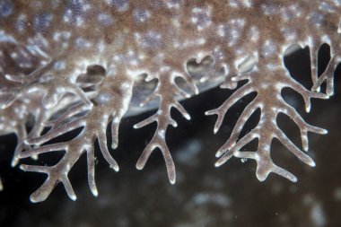 Detail of Wobbegong Shark Skin Flaps clipart