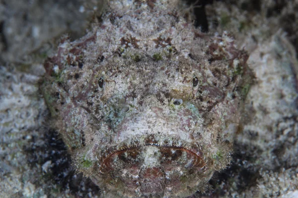 Goed gecamoufleerd scorpionfish in zand — Stockfoto