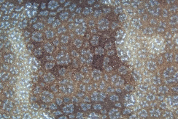 Wobbegong köpek balığı deri detay