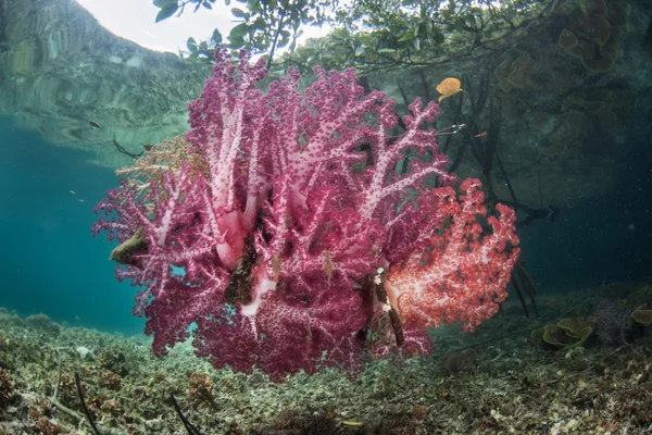 Měkké korály na kořeny — Stock fotografie